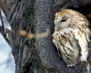 Waldkauz auf Baum sitzend