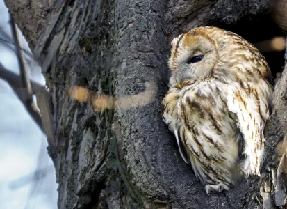 Waldkauz auf Baum sitzend