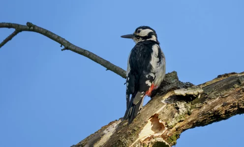 Junge Spechte vor der Haustür – Wildlife-Fotografie im eigenen Garten