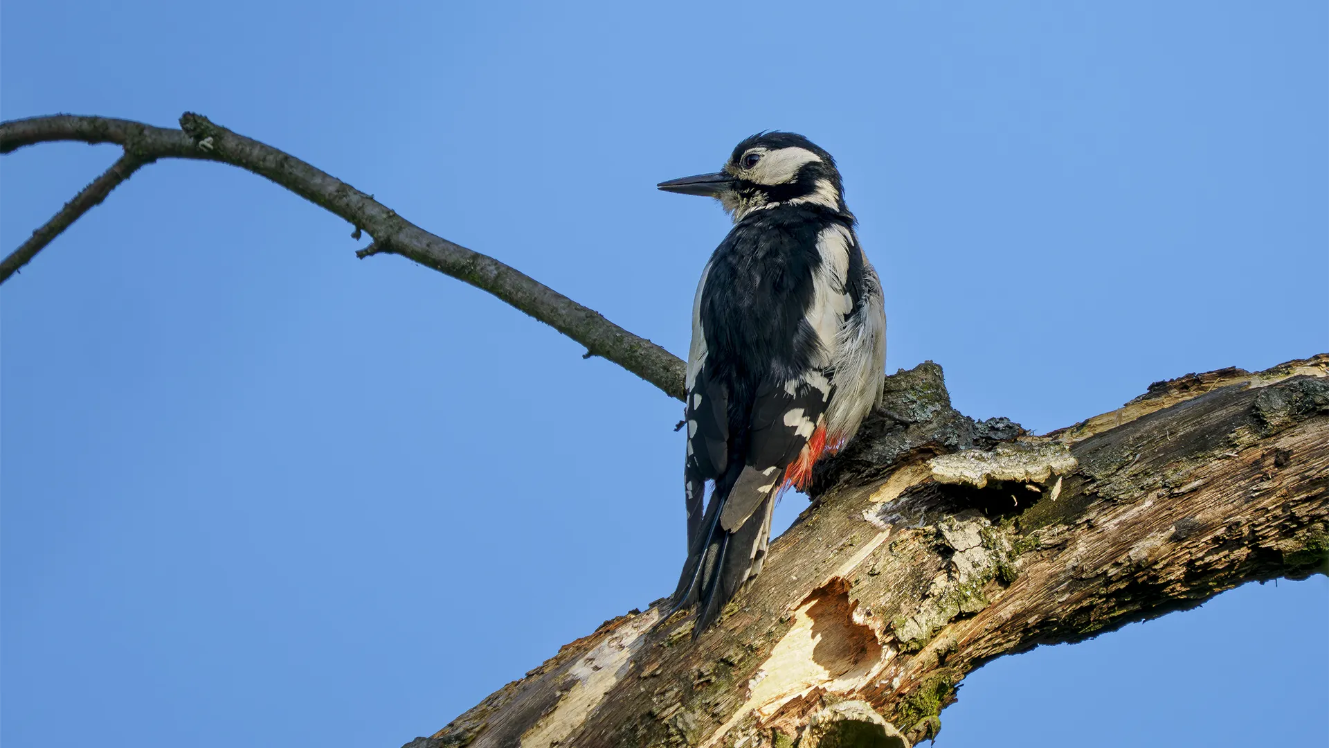 Junge Spechte vor der Haustür – Wildlife-Fotografie im eigenen Garten