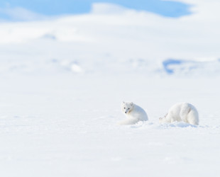 Artic Foxes on Svalbard