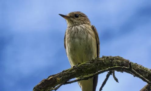 OM-1 Einstellungen für Vogelfotografie: Das komplette Setup