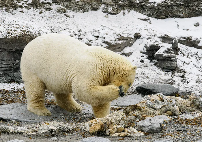 Polar bear in Svalbard