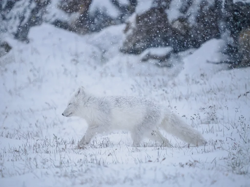 Polarfox