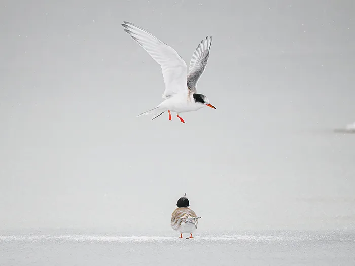 Seagull in Svalbard