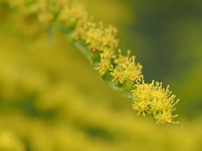 Gelbe Wildblüten in Nahaufnahme mit dem M.Zuiko 90mm F3.5 PRO Makroobjektiv