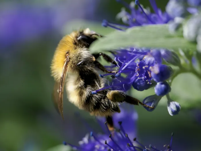 Hummel beim Bestäuben einer blauen Blüte, fotografiert mit dem M.Zuiko 90mm F3.5 PRO Makroobjektiv