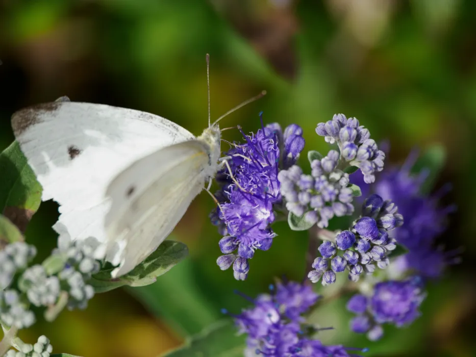 Kohlweißling auf blauvioletten Bartblumen-Blüten, Kopf und Flügel trotz unterschiedlicher Distanz gleichmäßig scharf