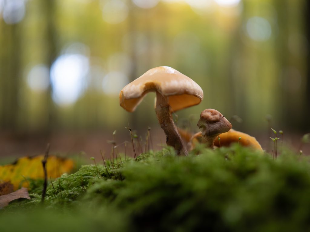 Einzelner Pilz im Wald, aufgenommen im natürlichen Gegenlicht mit weichem Bokeh-Hintergrund