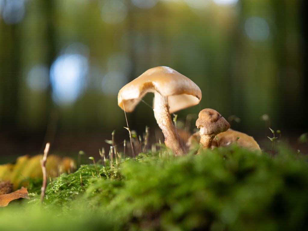 Pilz-Makroaufnahme mit zusätzlichem LED-Aufhelllicht neben dem natürlichen Licht, Hintergrund bleibt weich unscharf