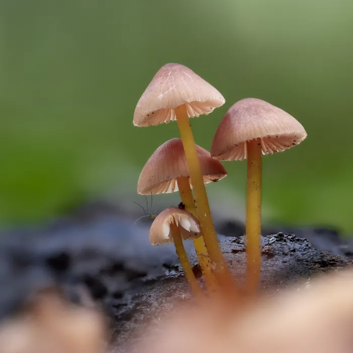 Gruppe kleiner Pilze auf morschem Holz, durchgehend scharf von vorne bis hinten vor unscharfem grünen Waldhintergrund