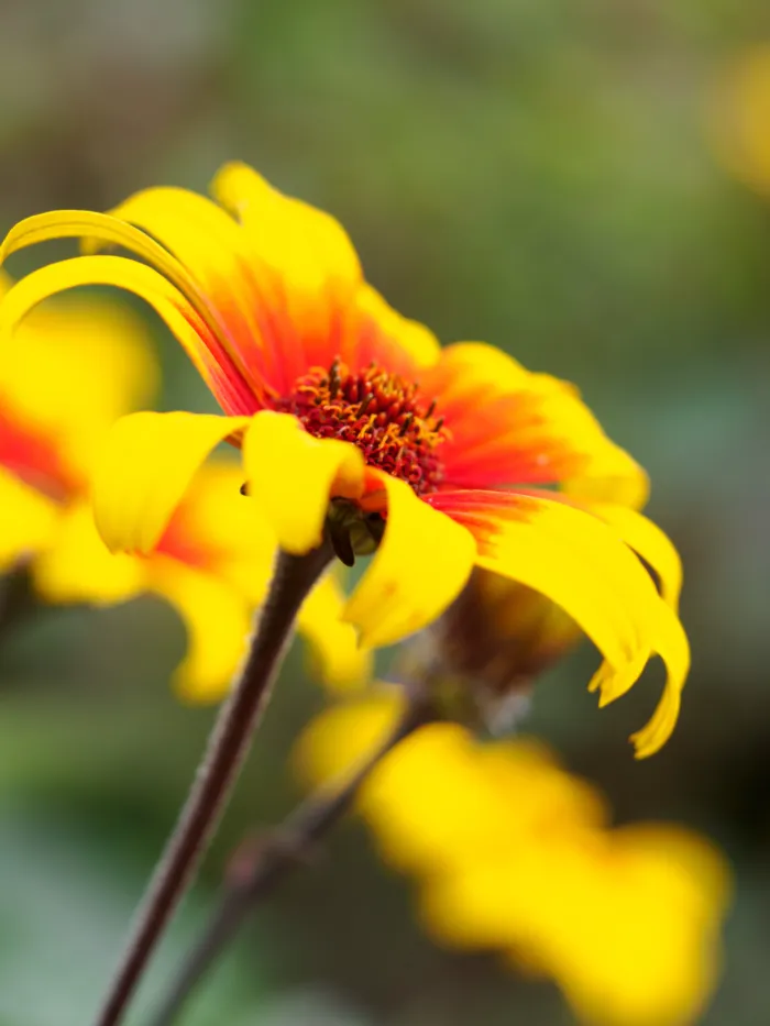 Dieselbe orangegelbe Blüte bei offener Blende, Hintergrund komplett weich aufgelöst mit deutlich stärkerem Bokeh