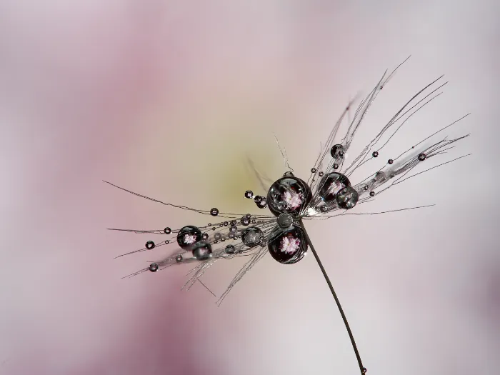 Makroaufnahme gelber Blütenstände mit dem M.Zuiko 60mm F2.8 Makroobjektiv