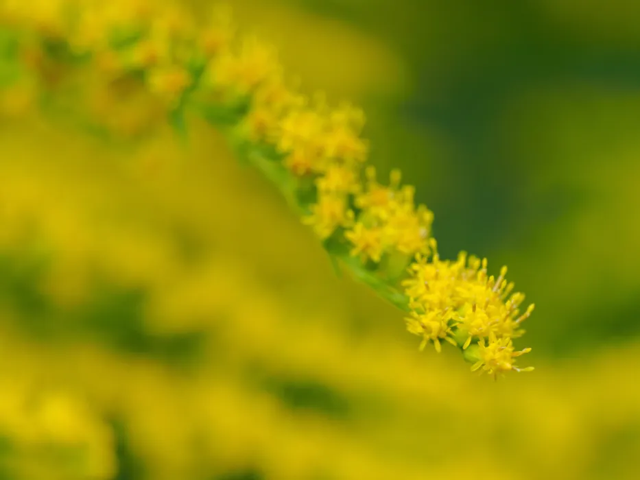 Kleine gelbe Blütenrispe mit schmaler Schärfentiefe, nur ein Teil der Blüten scharf, der Rest verschwimmt im Bokeh