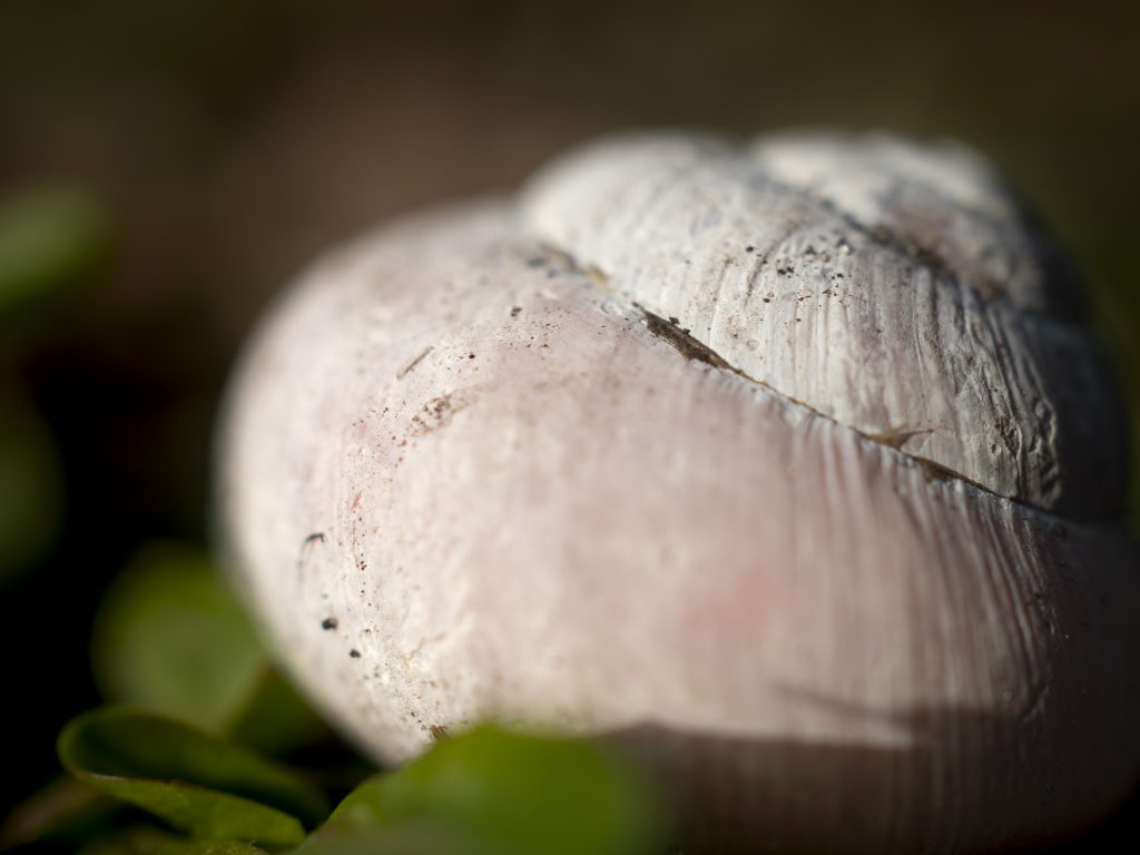 Makroaufnahme eines Schneckenhauses mit dem M.Zuiko 30mm F3.5, feine Rillenstruktur der Schale sichtbar