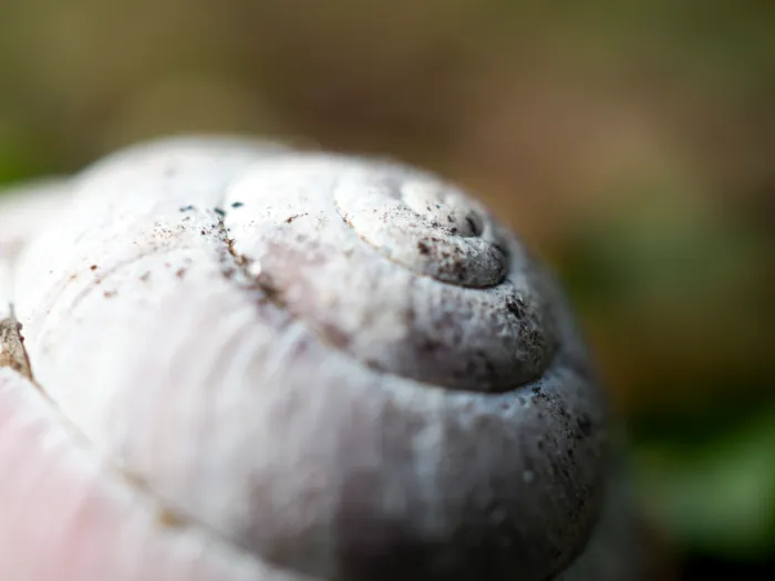 Detailaufnahme der Gehäusespirale einer Schnecke mit dem M.Zuiko 30mm F3.5 Makroobjektiv