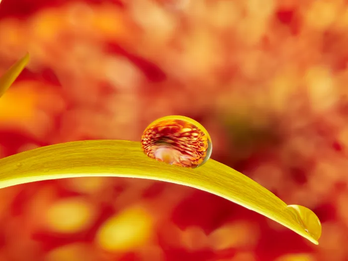 Wassertropfen auf einem Grashalm mit Blütenspiegelung, aufgenommen mit dem M.Zuiko 60mm F2.8 Makroobjektiv