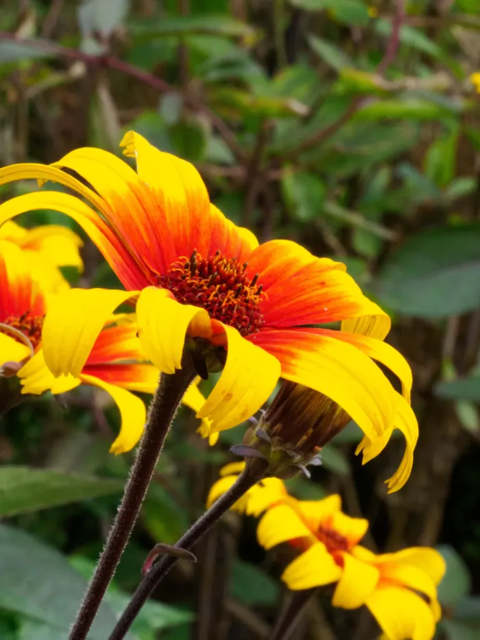 Orangegelbe Blüte bei geschlossener Blende, Hintergrund mit noch erkennbaren Blattstrukturen statt sanftem Bokeh
