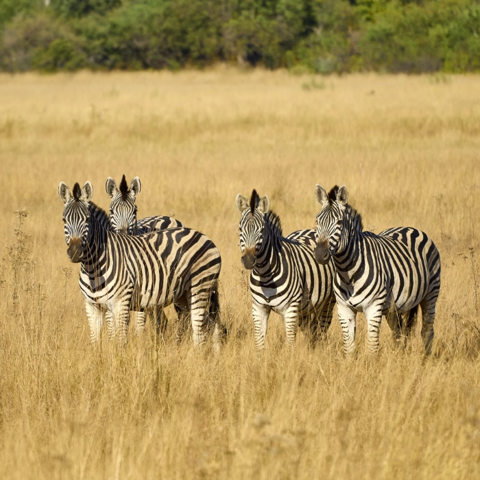 Vier Zebras stehen im hohen, goldgelben Gras und schauen aufmerksam in die Kamera, Botswana