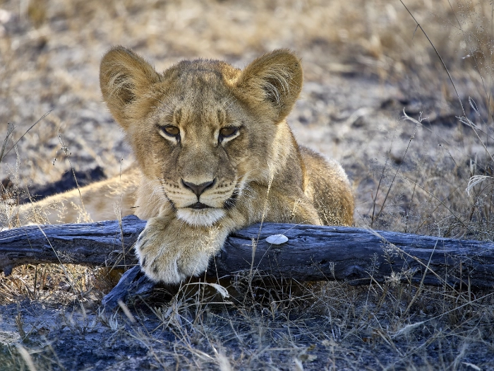 Junger Löwe im trockenen Gras legt eine Pfote auf einen Baumstamm und blickt direkt in die Kamera, Botswana